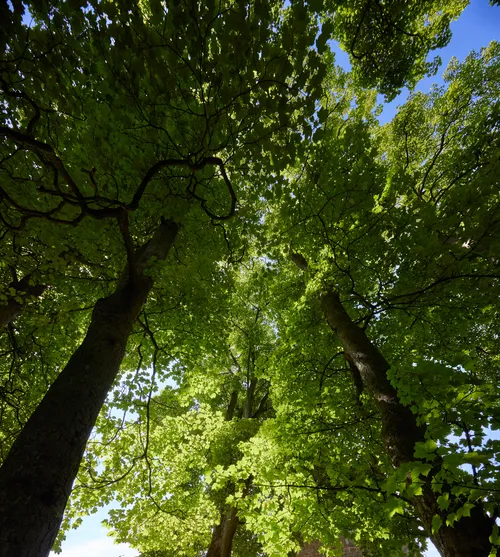 This is a landscape photograph taken in the morning during the summer season in the rural United Kingdom. The main subject of the image is a view looking up towards the trees, showing multiple tall trunks and branches that spread out and form a dense canopy of vibrant green leaves. Sunlight filters through the foliage, creating patterns of light and shadow that highlight the natural beauty of the area. The photograph captures the essence of nature in a rural setting, with the blue sky peeking through gaps in the leaves.